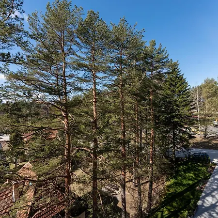 Sunny Forest * 즐라티보