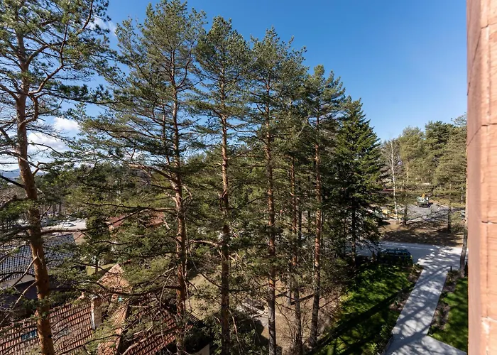 Sunny Forest * Zlatibor