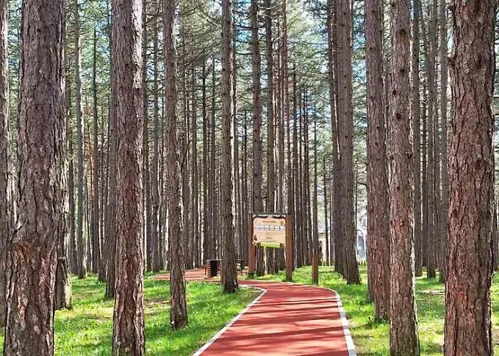 דירה Sunny Forest *